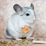 Chinchilla