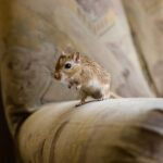 Gerbil rodent