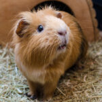Guinea pig