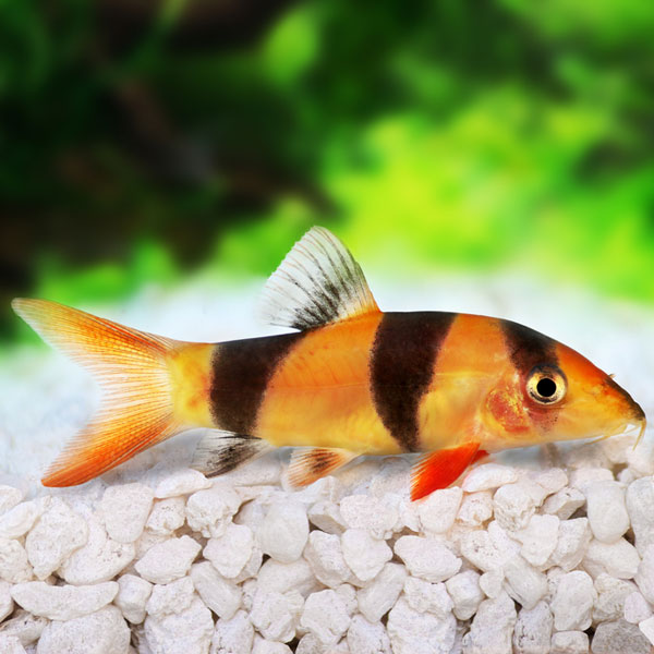 Butterfly fish - Image 2