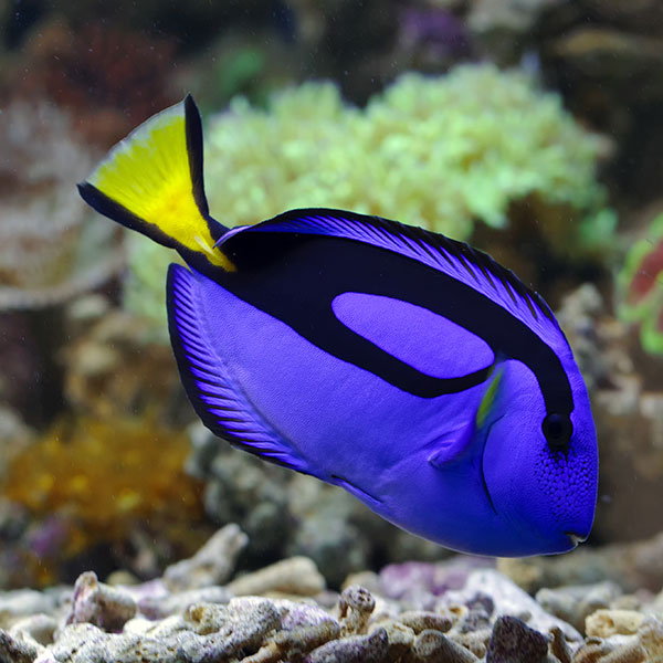 Butterfly fish - Image 3